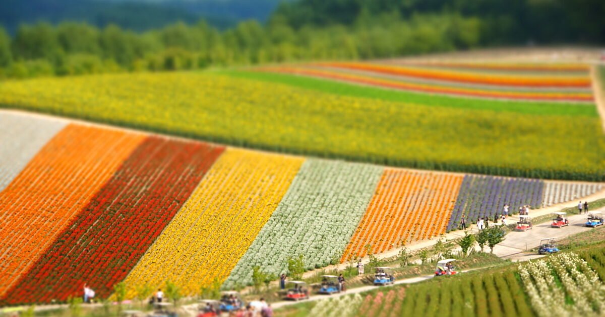 🍦 비에이 방목 낙농장 / 비에이 팜 (소프트크림) 이미지 6